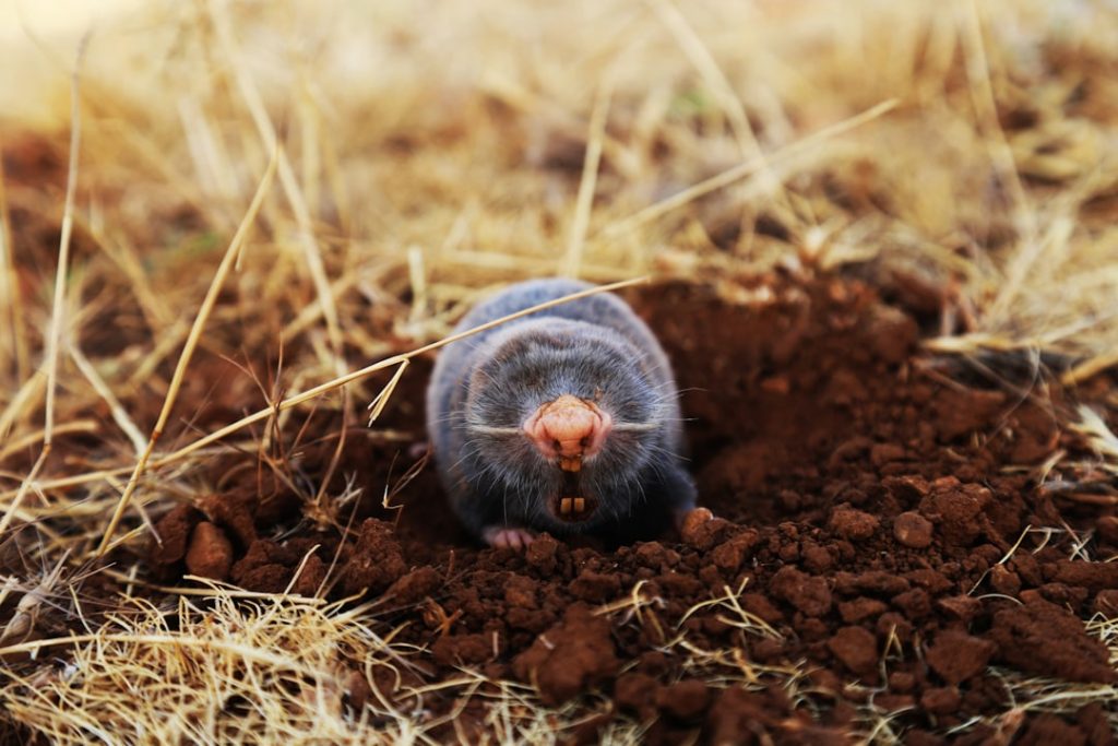 Photo mole, burrow