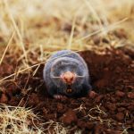 Photo mole, burrow